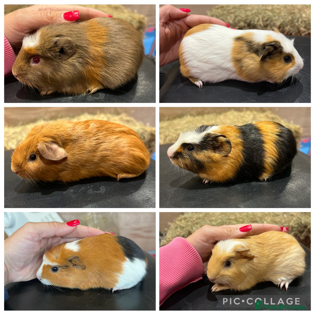 Guinea Pig rodents for sale: 8 week old guinea pig baby boars - Image 3