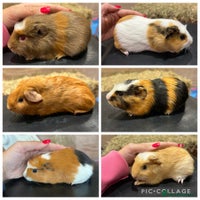 Guinea Pig rodents - Advert 16