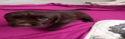 English Springer Spaniel dogs for sale: English Springer Spaniels Puppies  - Advert 8