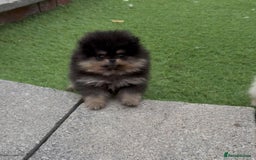 Pomeranian dogs for sale: ONLY 1 LEFT!! TRUE TEDDY BEAR POMERANIAN - Image 3