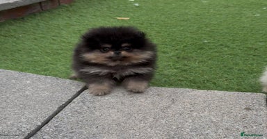Pomeranian dogs - Advert 4