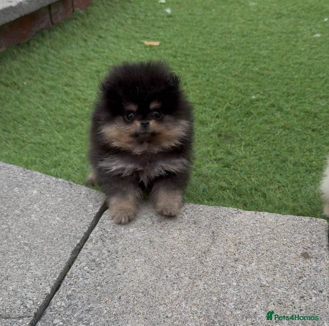 Pomeranian dogs for sale: ONLY 1 LEFT!! TRUE TEDDY BEAR POMERANIAN - Image 3
