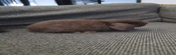 Mini Lop rabbits for sale: Purebred Minilops - 5 LEFT - Advert 16