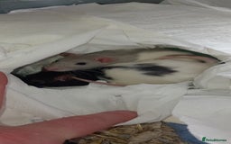 Rat rodents for sale: Very social girls, need lots of run space.  - Image 1