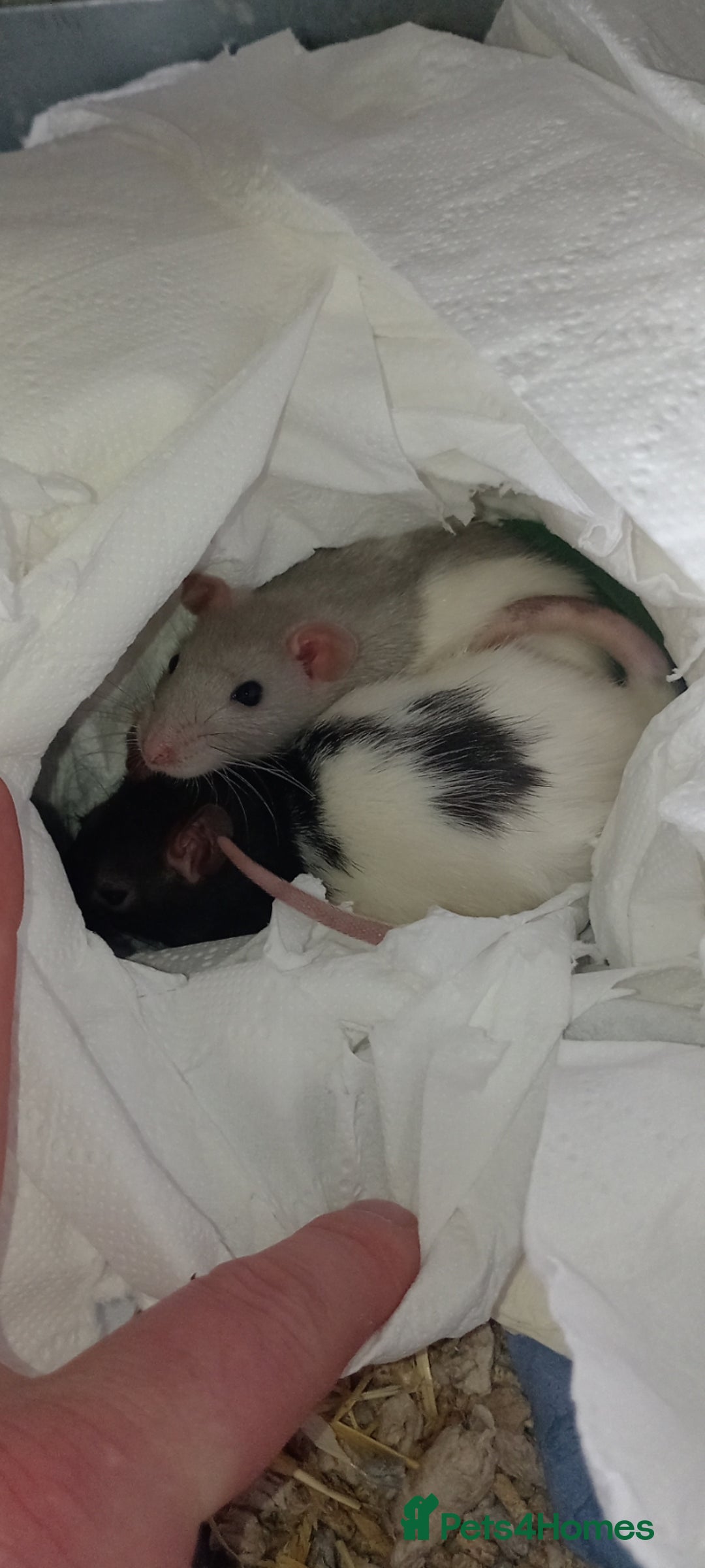 Rat rodents for sale: Very social girls, need lots of run space.  - Image 1