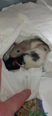 Rat rodents - Advert 6