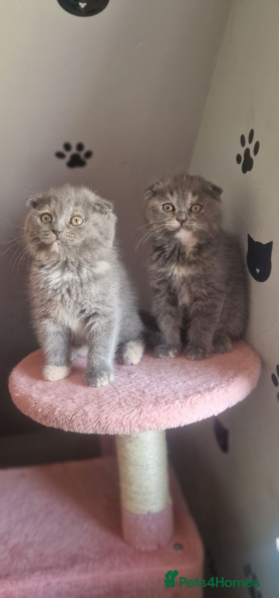 Scottish Fold cats Scottish fold - Advert 12