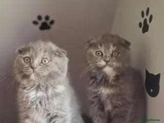 Scottish Fold cats Scottish fold - Advert 12