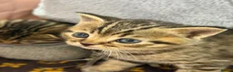 British Shorthair cats for sale: British short hair x Scottish fold kittens - Advert 13