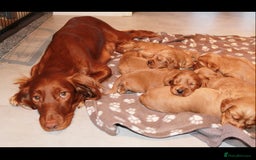 Cocker Spaniel dogs for sale: 🧡 Waiting List OPEN! 🧡 Fox Red WCS - Image 2