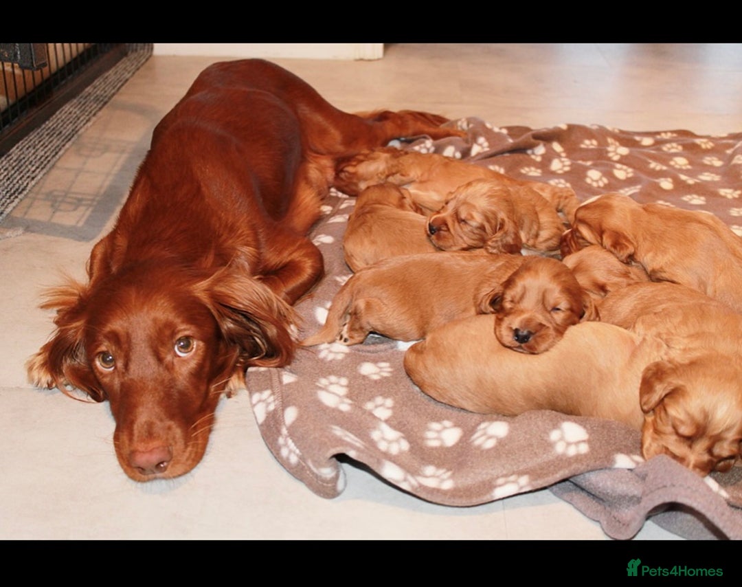 Cocker Spaniel dogs for sale: 🧡 Waiting List OPEN! 🧡 Fox Red WCS - Image 2