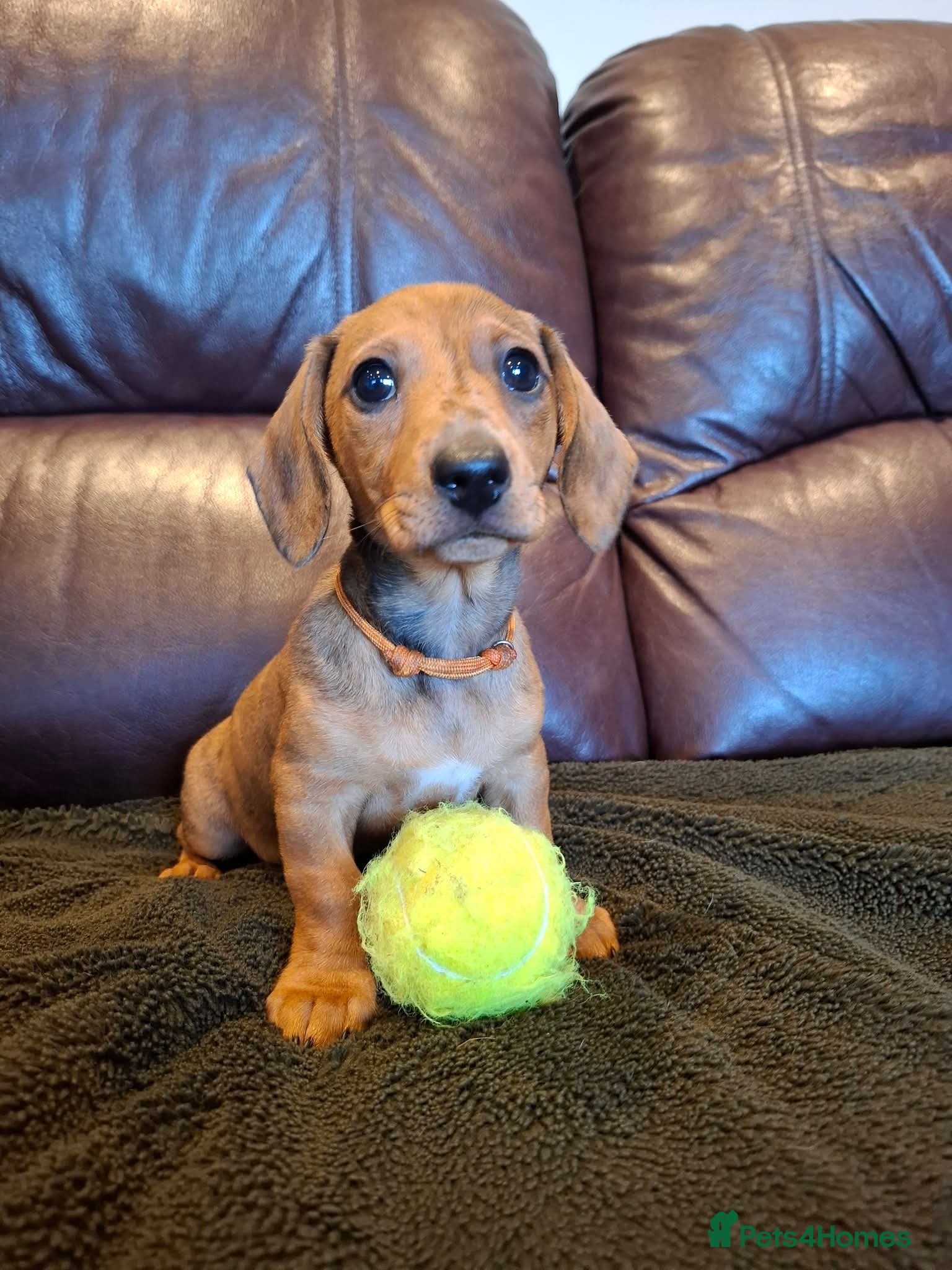 Miniature Dachshund dogs Miniature Dachshund pups  - Advert 2
