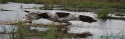 German Shorthaired Pointer dogs for sale: GSP Puppies in Aberdare - Advert 16
