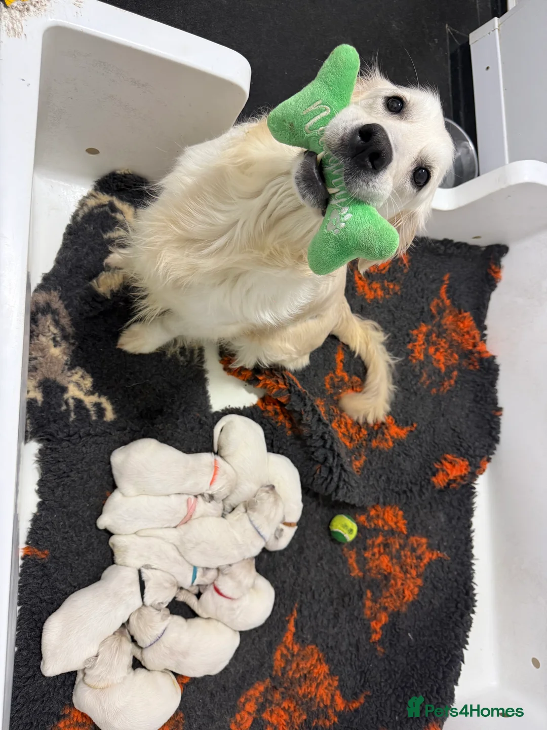 Golden Retriever dogs for sale: Stunning Kc registered golden retrievers - Advert 17