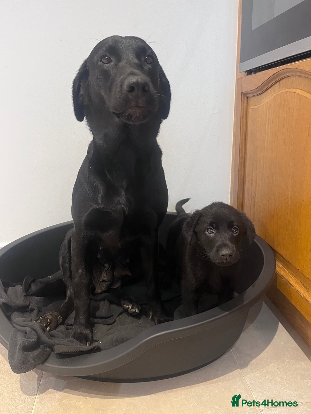 Labrador Retriever dogs for sale: Last incredible little girl  - Advert 8