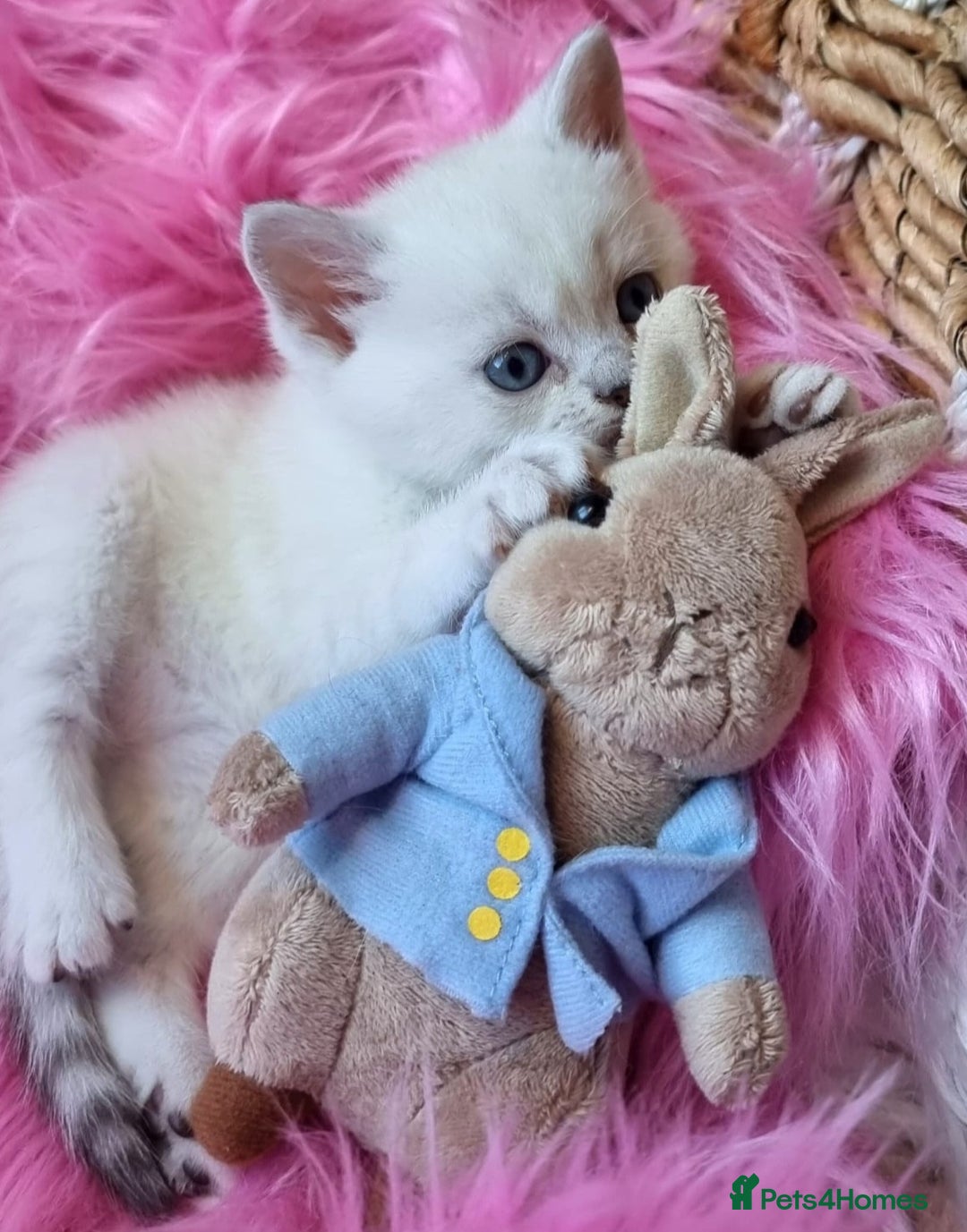 British Shorthair cats for sale: 💕LAST GIRL💕GOLDEN POINT BRITISH SHORTHAIR  - Advert 26