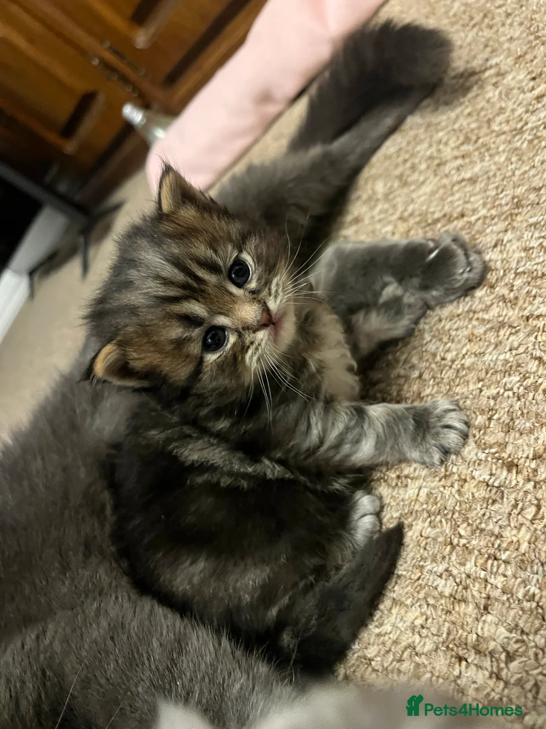 British Shorthair cats for sale: A beautiful kittens British shorthair  - Advert 35