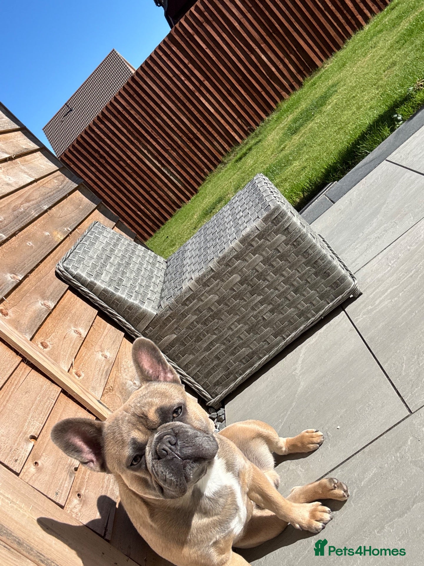 French Bulldog dogs 3 year old male French bulldog for sale. - Advert 1