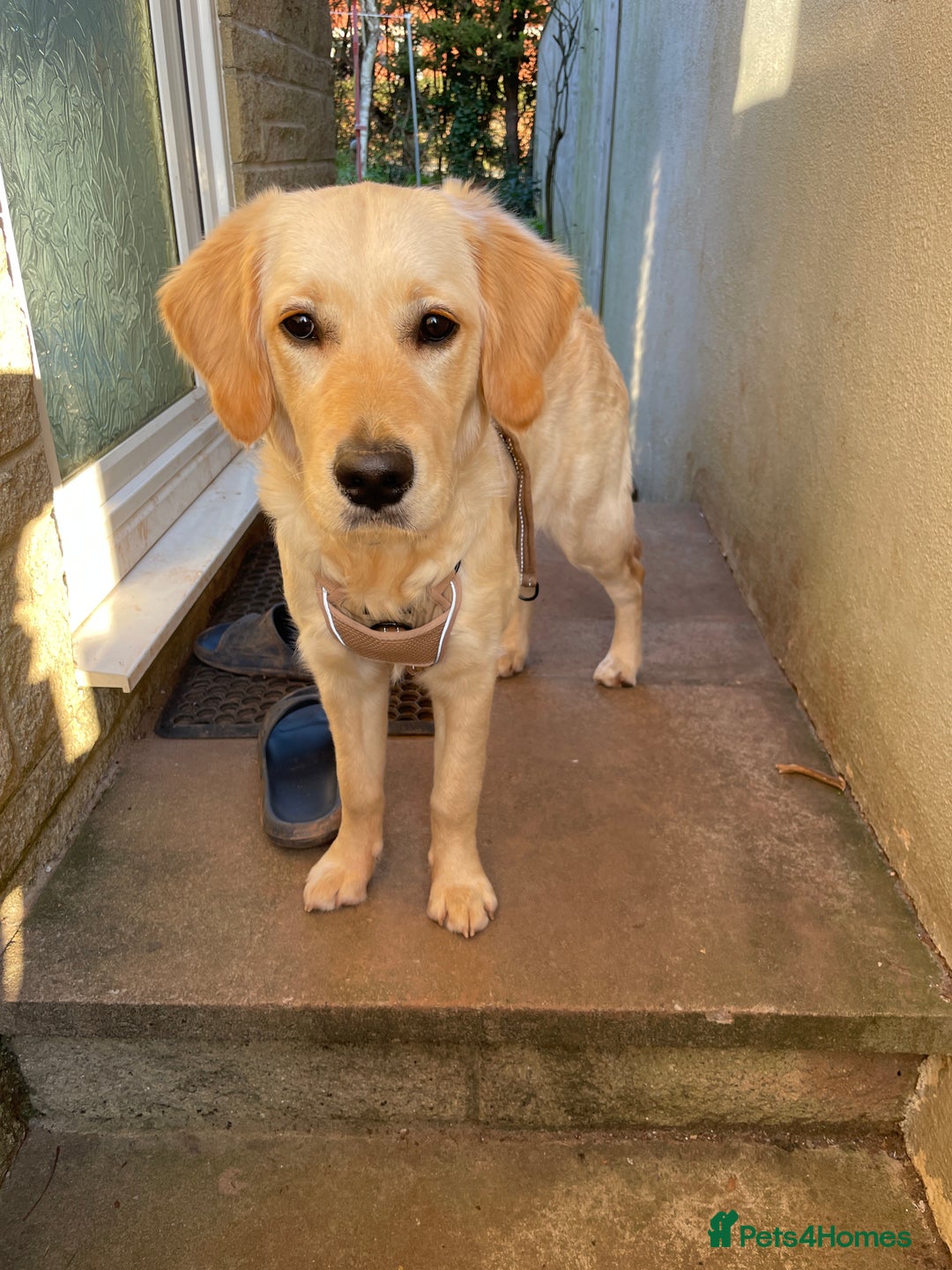 Golden Retriever dogs for sale: 6 month old Golden Retriever - Advert 4