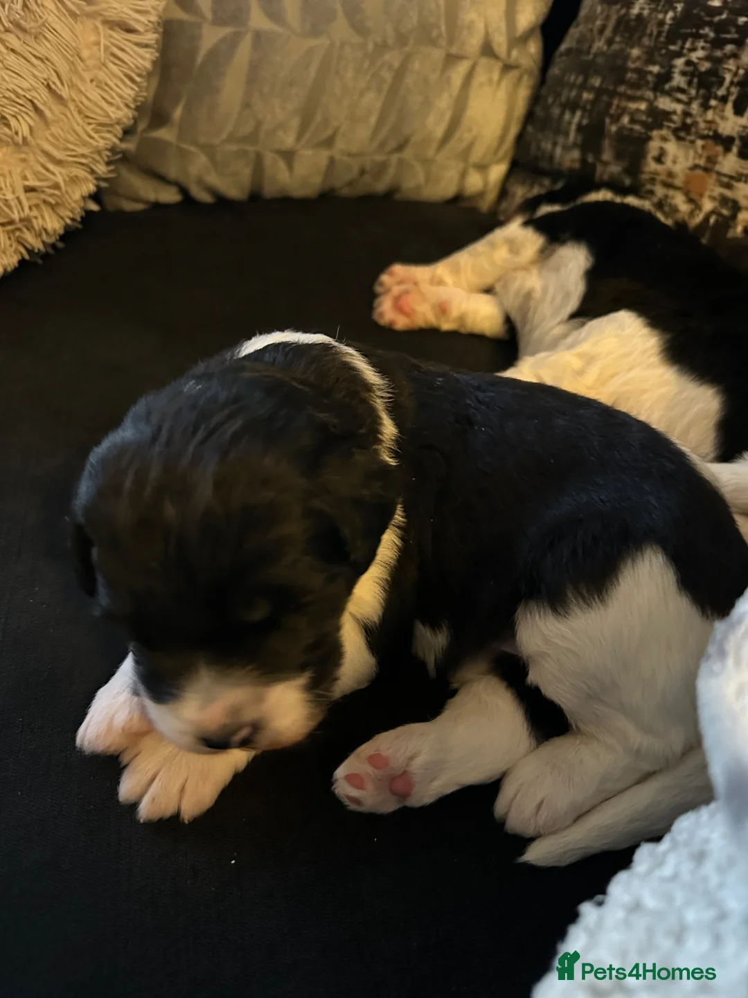 Mixed Breed dogs for sale: Parti bernedoodles - Advert 9