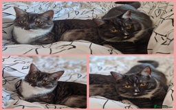 Ragdoll cats for sale: 2 ragdoll x british shorthair kittens  - Image 1