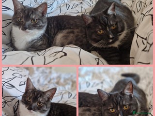 Ragdoll cats - Advert 1