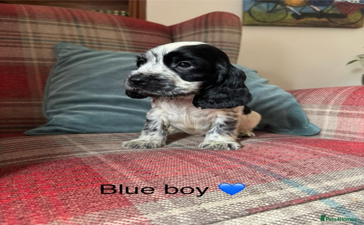 Cocker Spaniel dogs - Advert 6