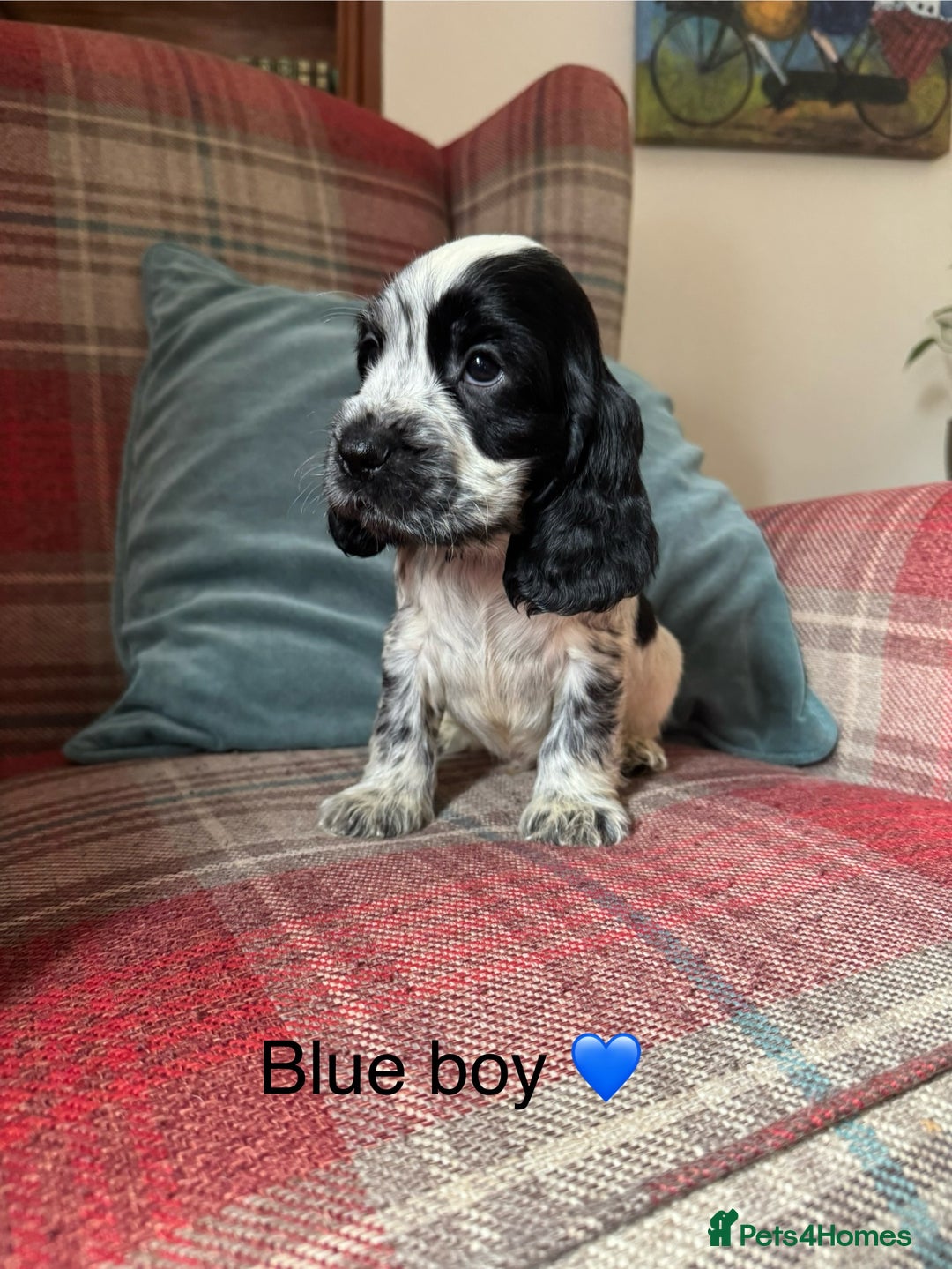 Cocker Spaniel dogs for sale: Health tested, show type, cocker spaniel puppies! - Image 1