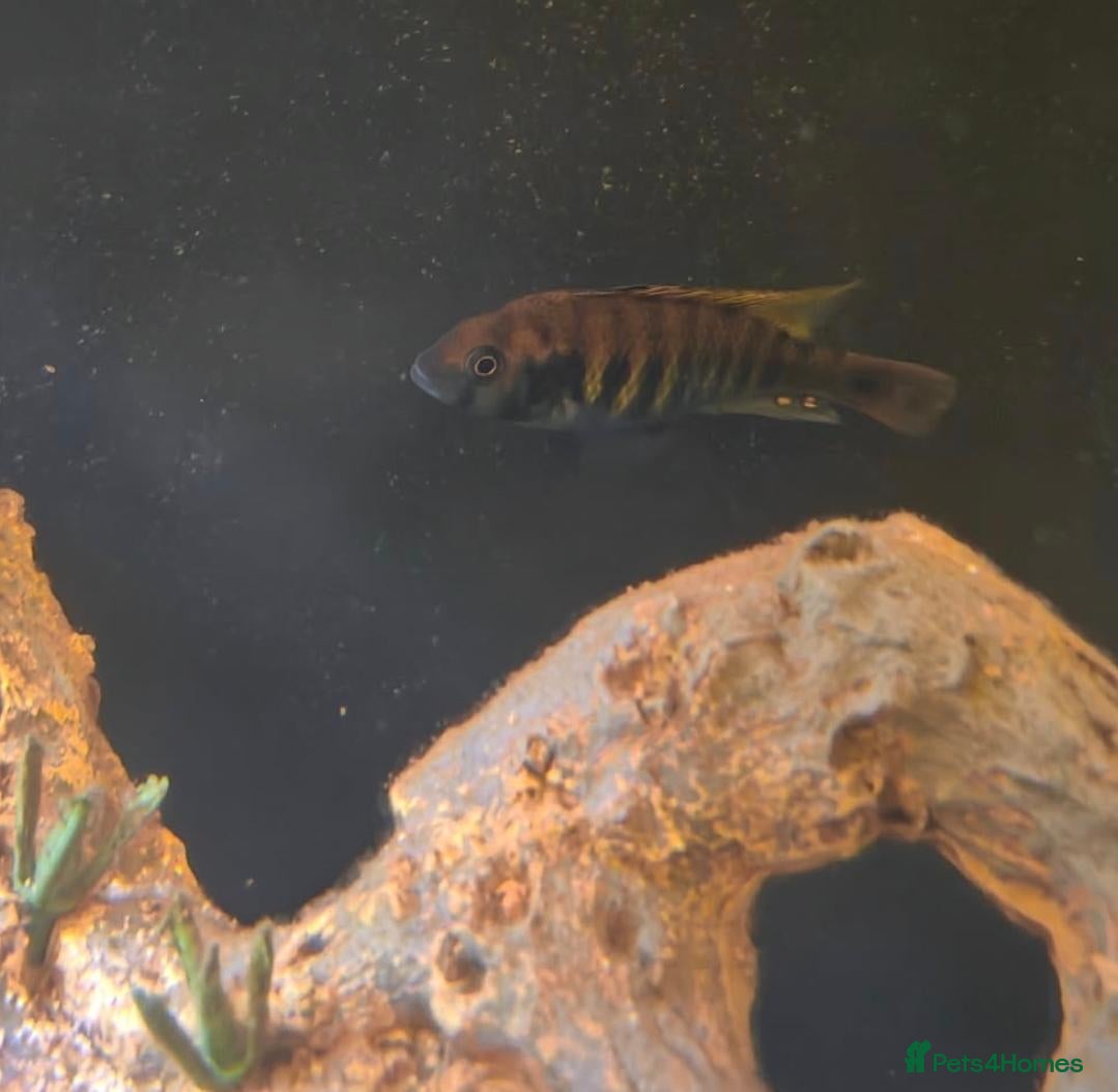 Cichlids fish Ruti island fireback cichlids - Advert 18