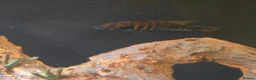 Cichlids fish for sale: Ruti island fireback cichlids - Advert 1