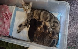 Domestic Shorthair cats for sale: Kittens for sale  - Image 5