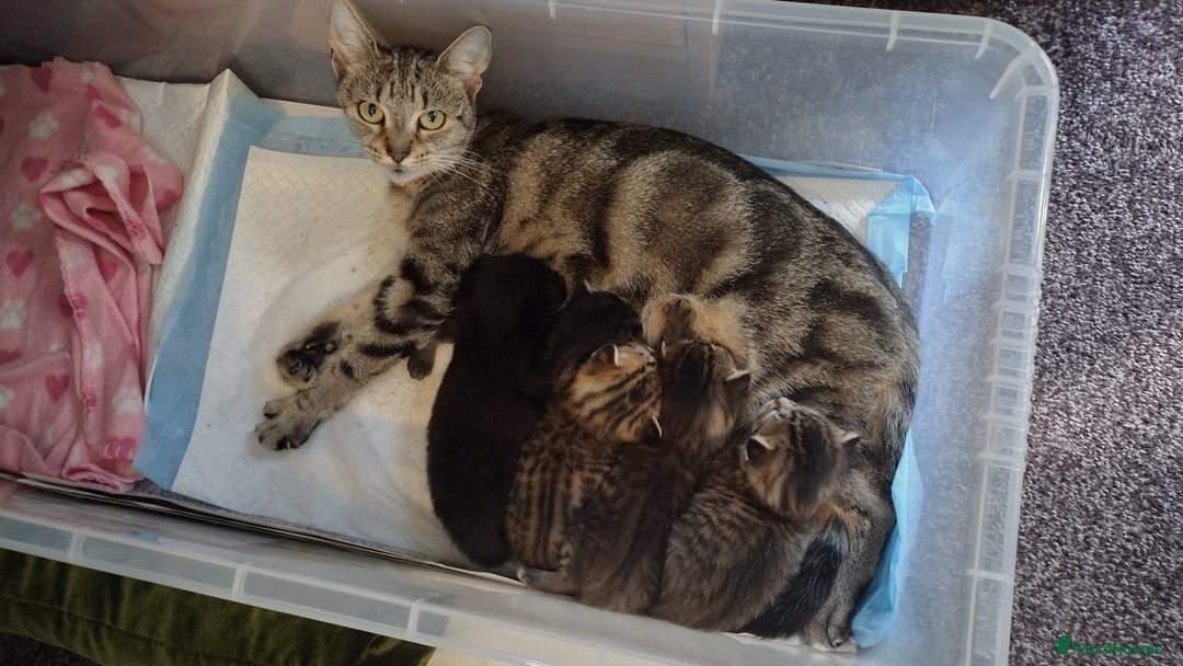 Domestic Shorthair cats for sale: Kittens for sale  - Image 5