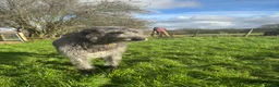 Mixed Breed dogs for sale: Deerhound X Wolfhound puppies  - Advert 18