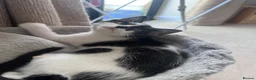 Mixed Breed cats for sale: Kittens for sale  in Welwyn Garden City - Advert 3