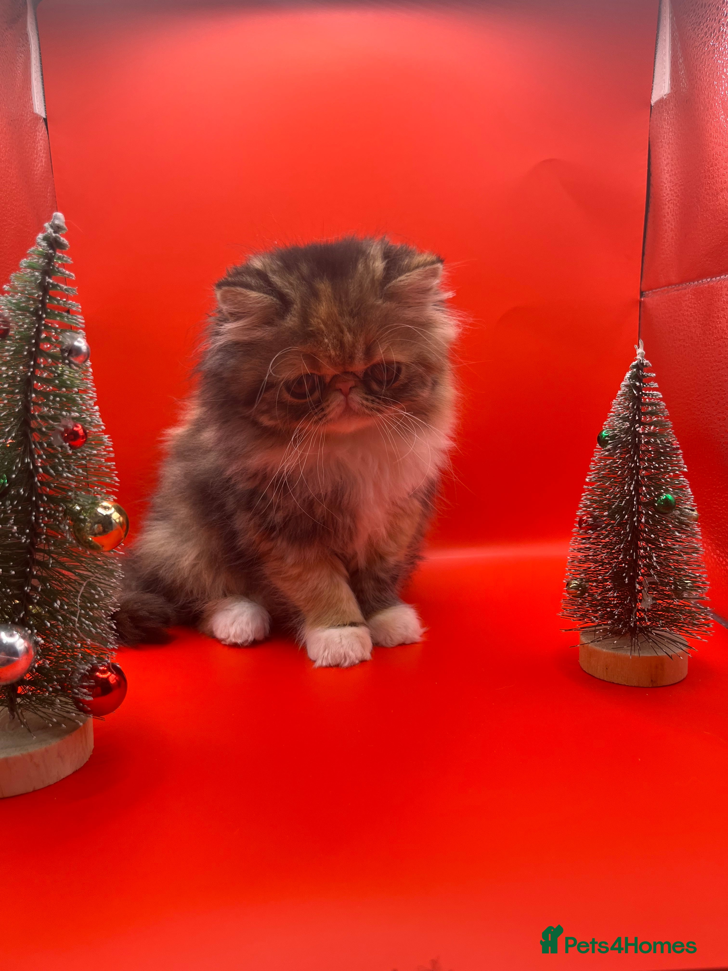 Exotic cats Exotic kittens  - Advert 13