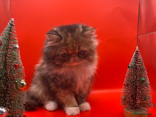 Exotic cats Exotic kittens - Advert 13