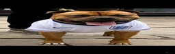 Staffordshire Bull Terrier dogs for stud: 🥨 The Red Dreamteam 🥨 - Advert 5