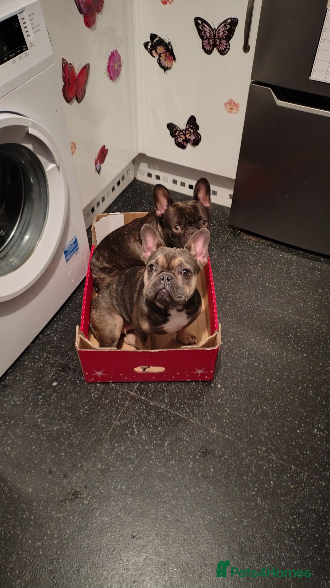 French Bulldog dogs for sale: Frenchies - Advert 4