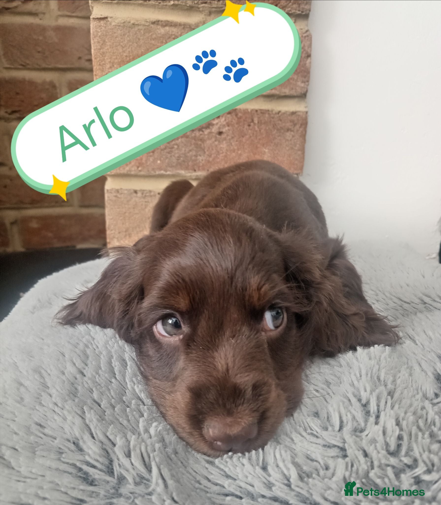Cocker Spaniel dogs 🌟READY NOW🌟🐾 🐶 KC Chocolate Show Cockers🐶🐾  - Advert 16