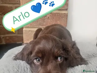 Cocker Spaniel dogs 🌟READY NOW🌟🐾 🐶 KC Chocolate Show Cockers🐶🐾 - Advert 16