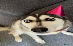 Siberian Husky dogs for sale: Beautiful Female Husky  - Image 5