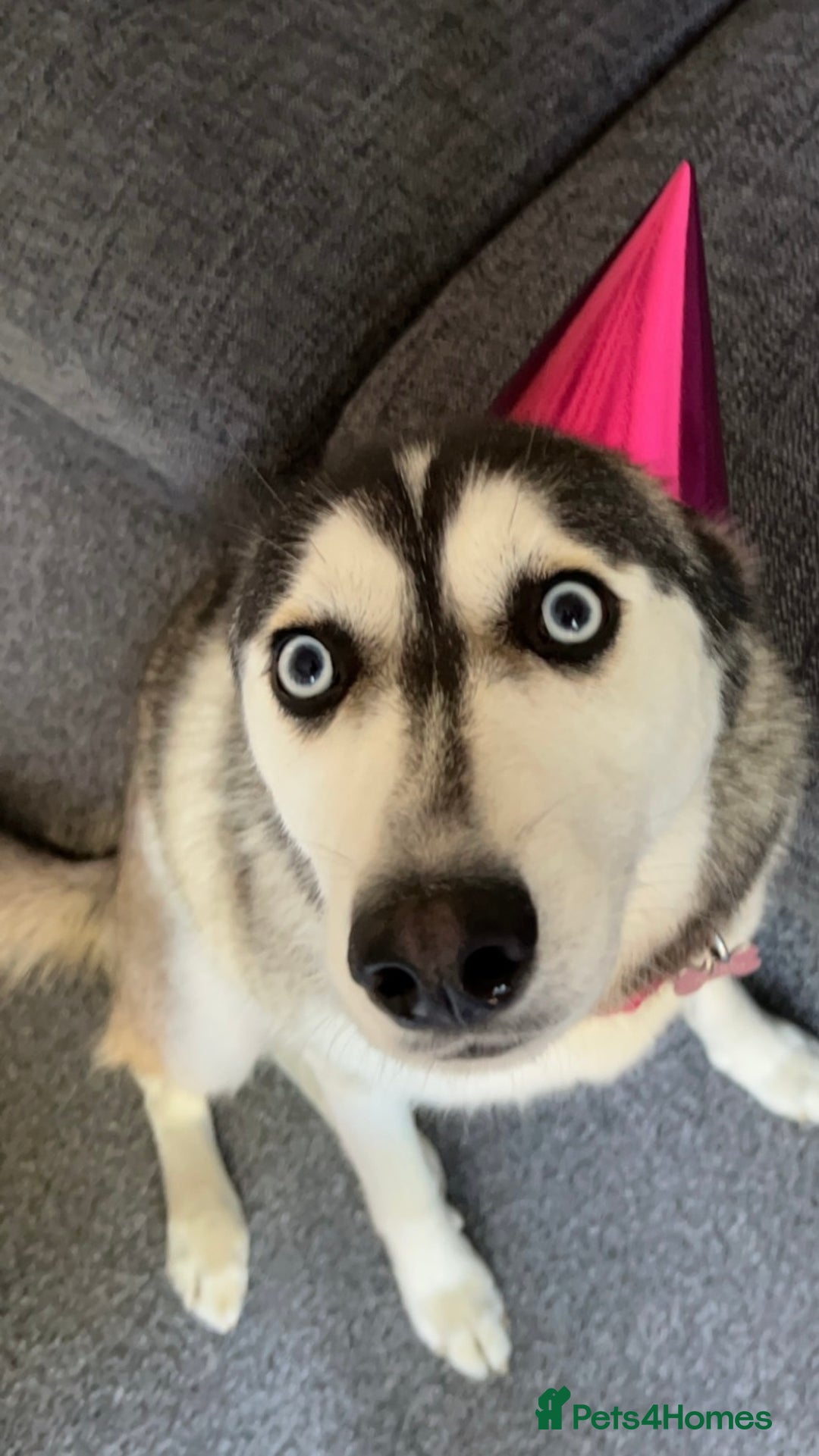 Siberian Husky dogs for sale: Beautiful Female Husky  - Image 5