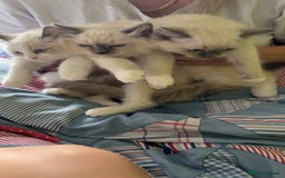 Ragdoll cats for sale: 5 generation ragdolls - Image 3
