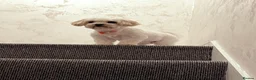 Maltese dogs for sale: Maltes puppies !! - Advert 16
