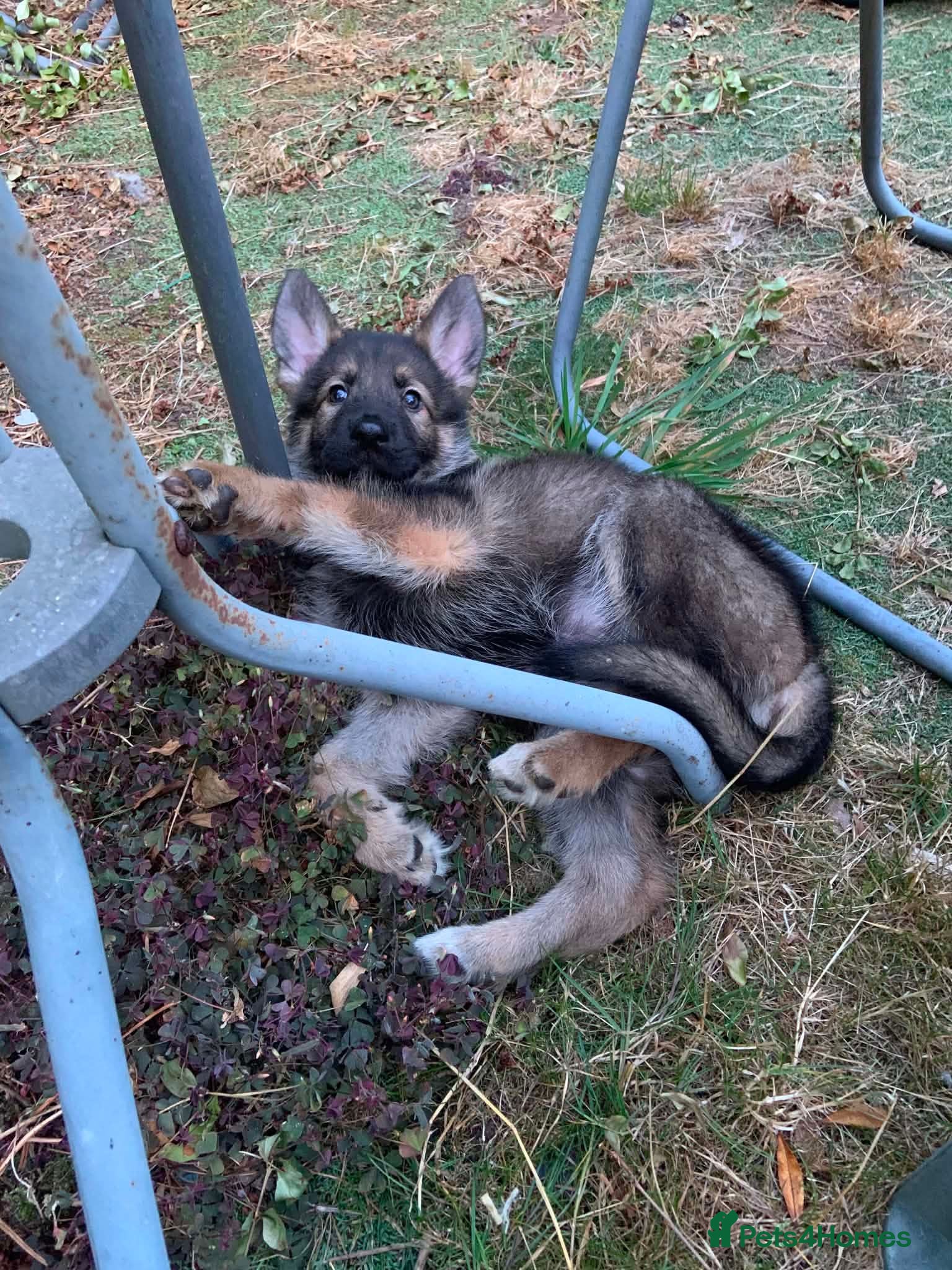 Mixed Breed dogs 2 female pups left wolfdog x german shepherd h - Advert 14