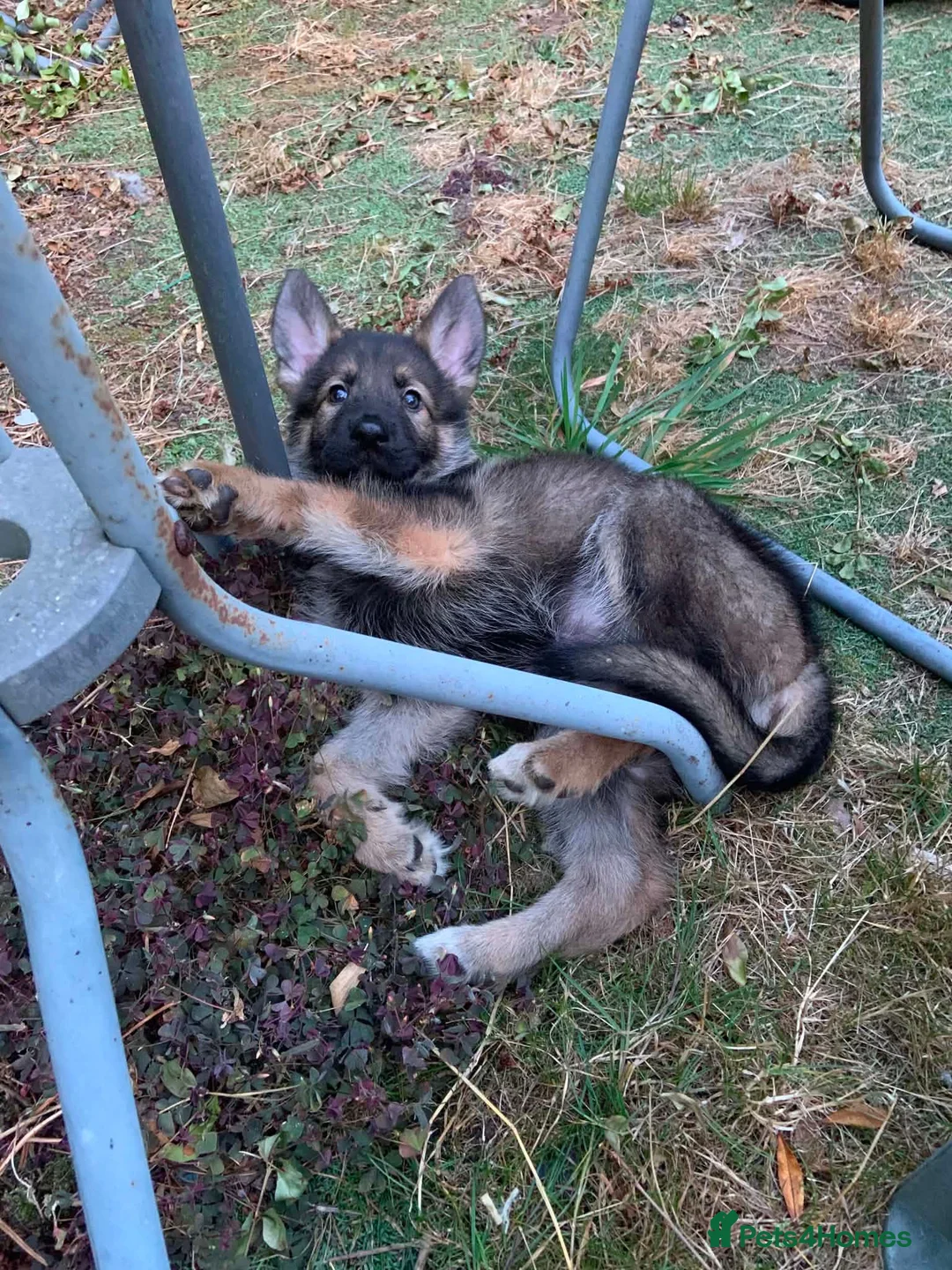 Mixed Breed dogs for sale: 2 female pups left wolfdog x german shepherd h - Advert 1
