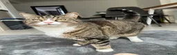 Domestic Shorthair cats for sale: FREE Ginger tabby male cat looking forever home - Advert 5
