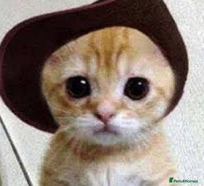 Aegean cats Aegean kitten - Advert 2