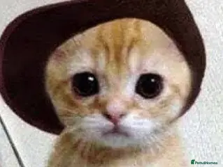 Aegean cats Aegean kitten - Advert 2