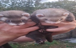 Ferret rodents for sale: 8 wk polecat Ferret kits £25 each or two for £40  - Image 2